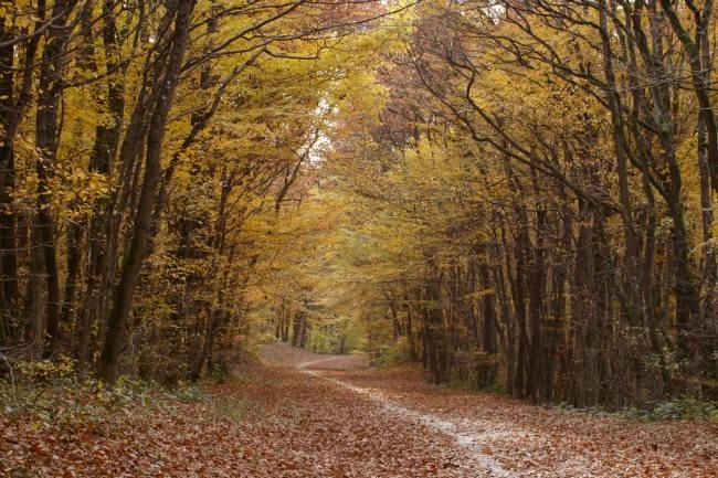 Qui connaît un bon endroit à maximum 1h de route de Bruxelles pour se promener en famille et profiter des jolies couleurs de l'automne ?