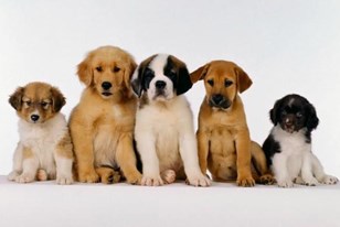 Qui connaît une bonne race de chien à adopter pour une famille avec de jeunes enfants ?