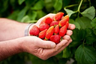 Où puis-je acheter les meilleures fraises de Grenoble ?