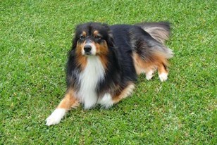 Qui connaît un bon dogsitter à Liège ? Je recherche quelqu'un pour s'occuper de mon chien durant mes périodes de départ à l'étranger. Gros chien puisqu'il s'agit d'un berger australien !