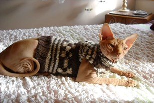 Qui connaît une boutique sympa dans laquelle trouver des petits vêtements pour un chat Sphynx ? L'hiver arrive et mon petit chat nu est gelé, il se faufile sous les draps pour chercher la chaleur !