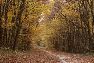 Qui connaît un bon endroit à maximum 1h de route pour se promener et profiter des jolies couleurs de l'automne ?