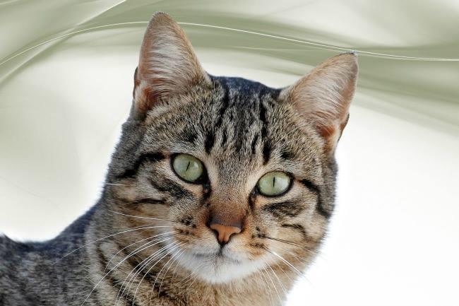 Urgent : qui connaît un bon vétérinaire sur Nancy et alentours pour faire rapidement un diagnostic sur un chat mal en point trouvé dans la rue ? Merci !