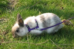 Qui connaît un chouette parc où je pourrais promener mon lapin en harnais ?