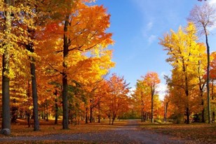 Qui connaît un bon endroit à maximum 1h de route pour se promener et profiter des jolies couleurs de l'automne ?